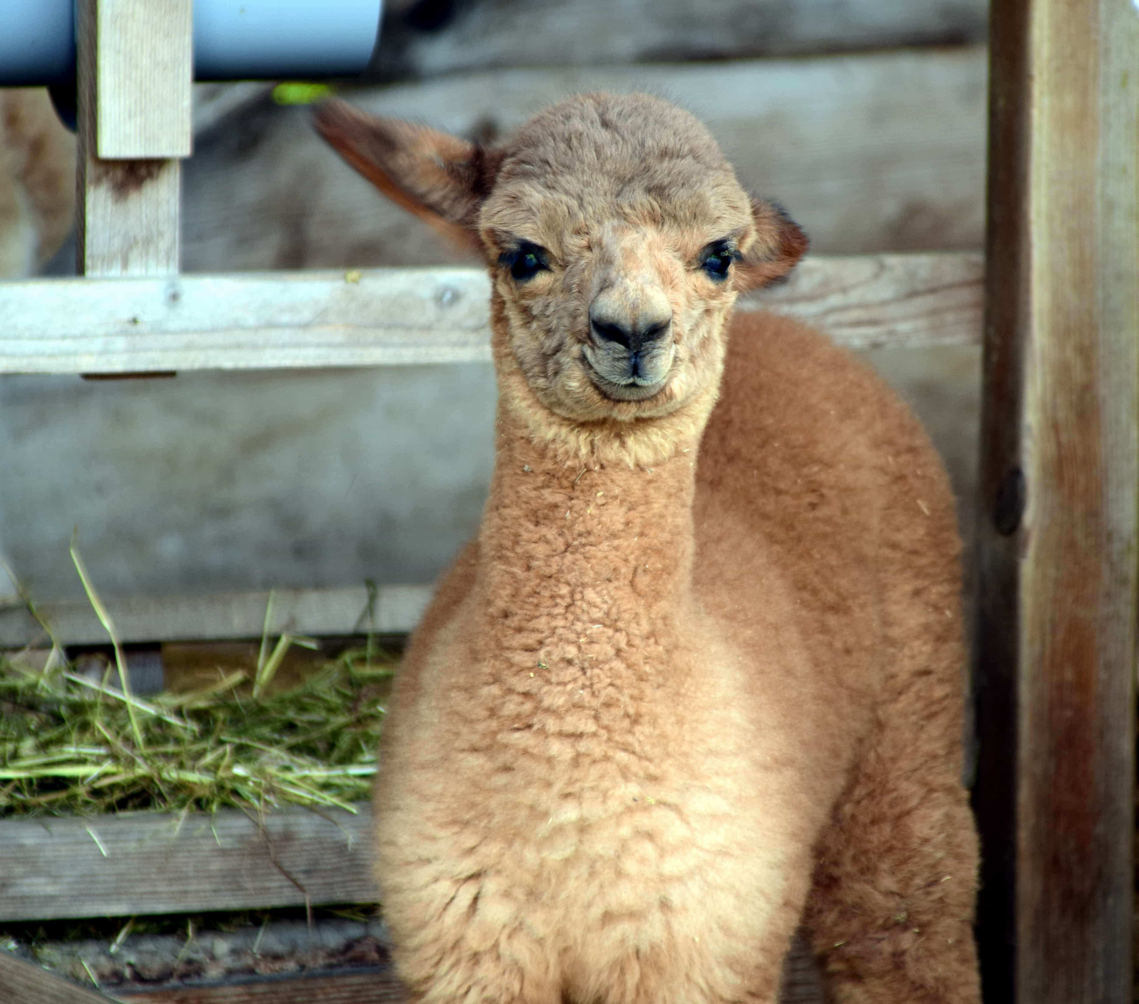 Conosciamo gli alpaca: dolcezza, lana di qualità e sostenibilità