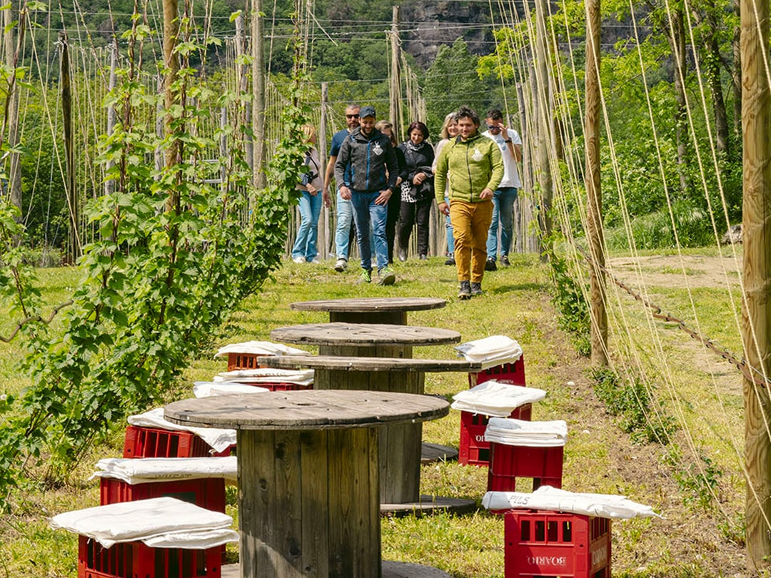 Birra agricola: il sapore autentico del territorio