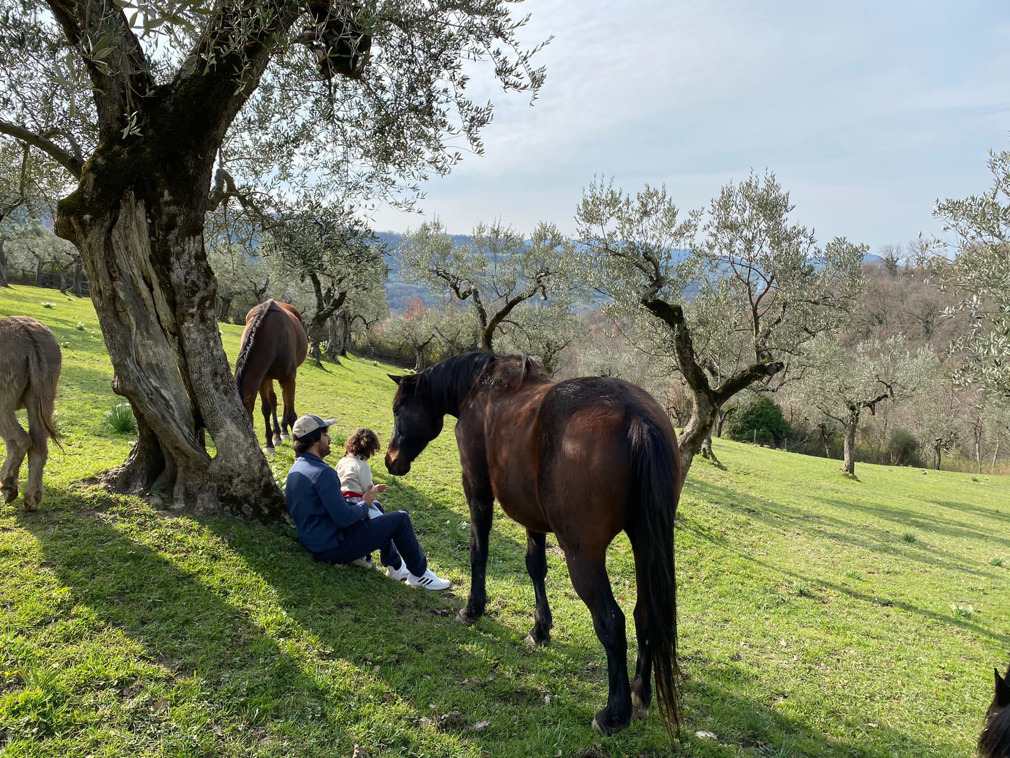 Farm lunch in an ancient olive grove