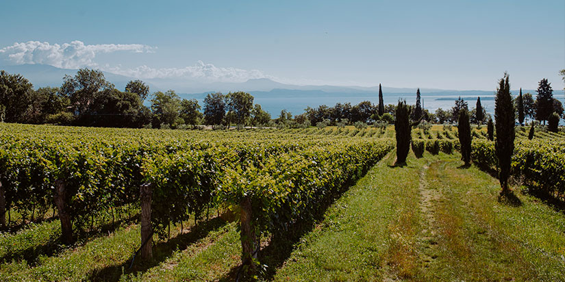 Il vino delle colline moreniche del Garda