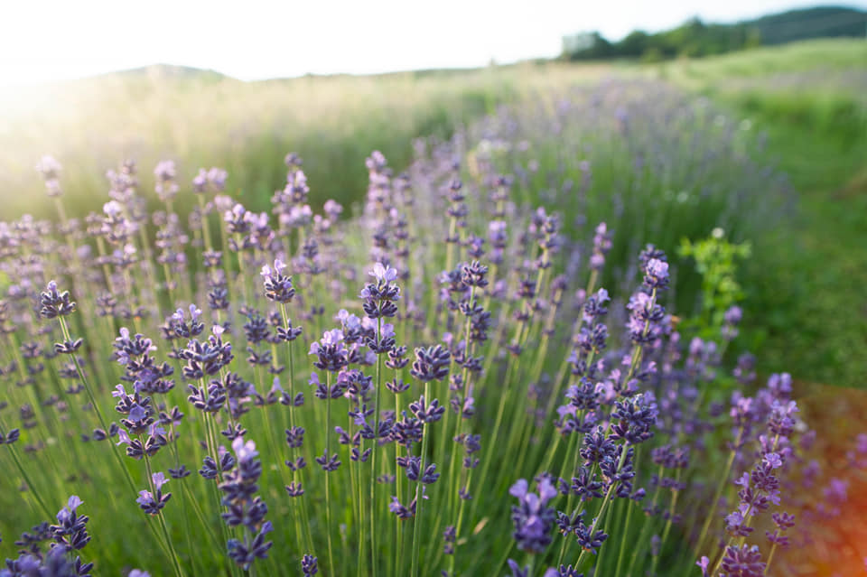 Local products tasting in a lavender field