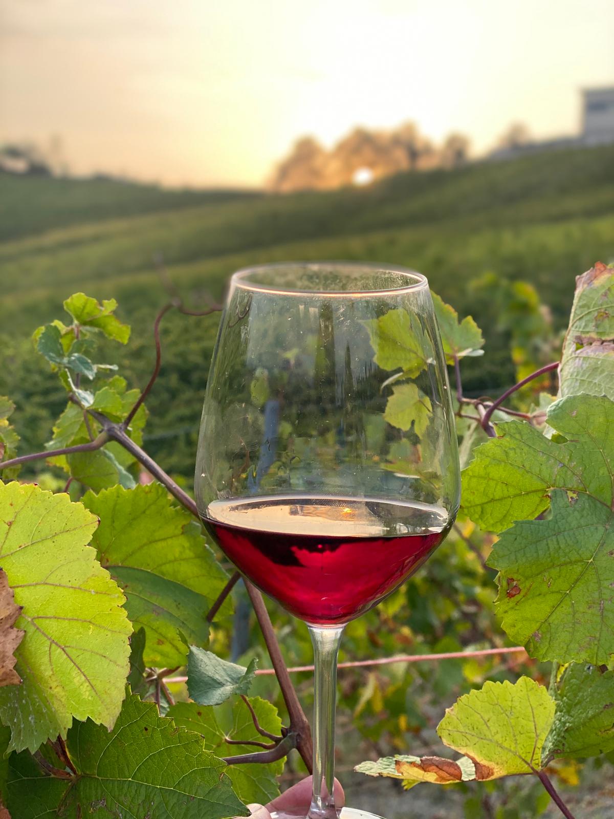 Aperitif in the vineyard at sunset
