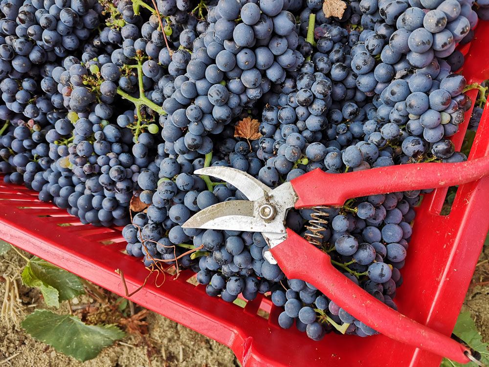 Grape harvest with winemaker's lunch