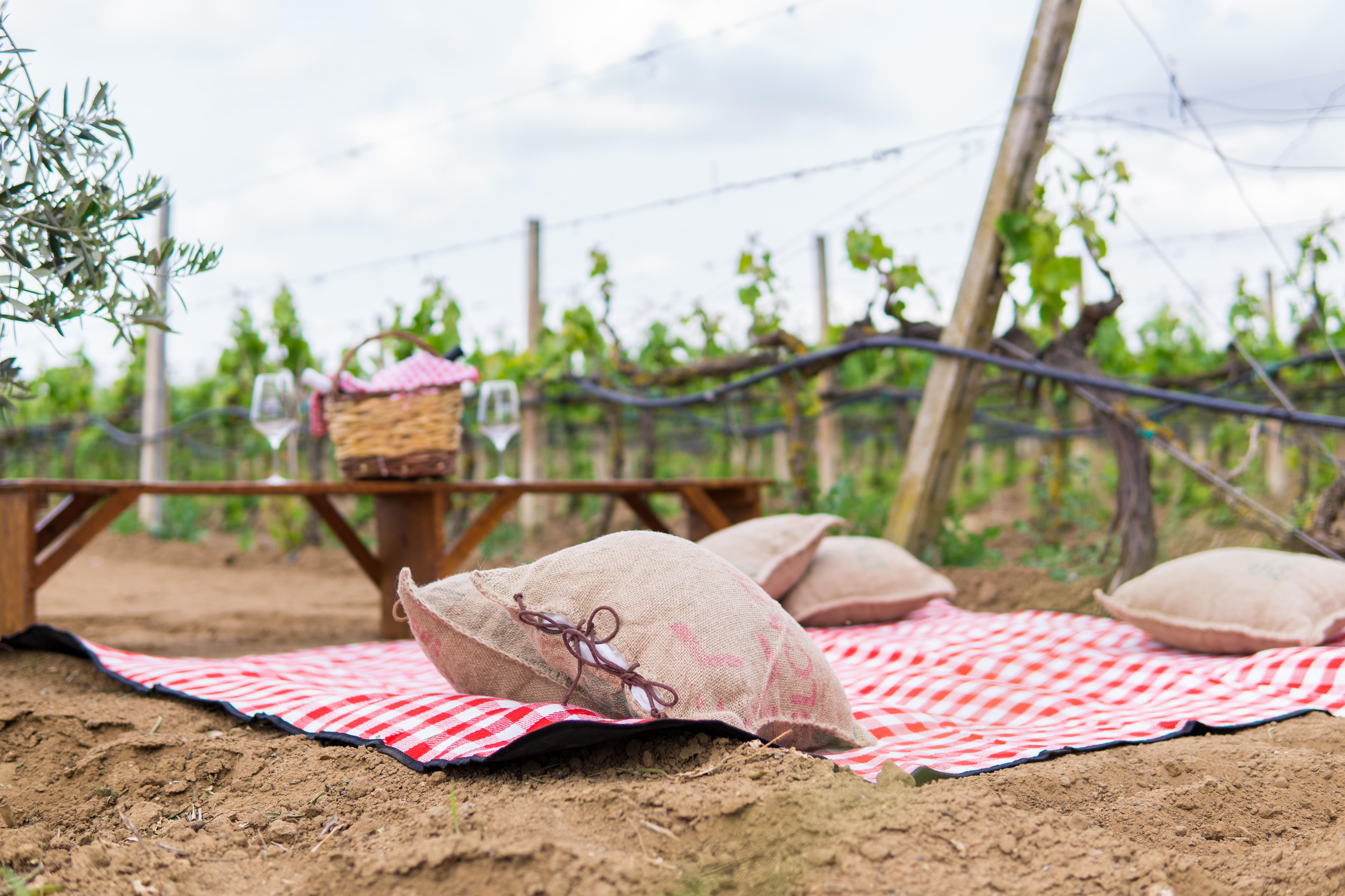 Picnic tra i vigneti in Salento