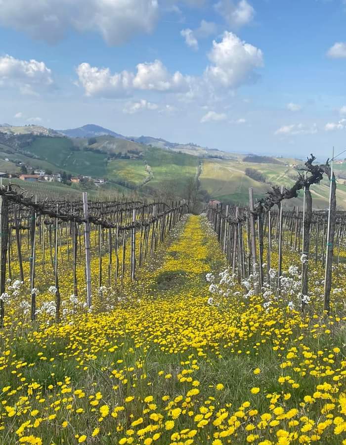 Direction 45th parallel: soft trekking in the vineyard