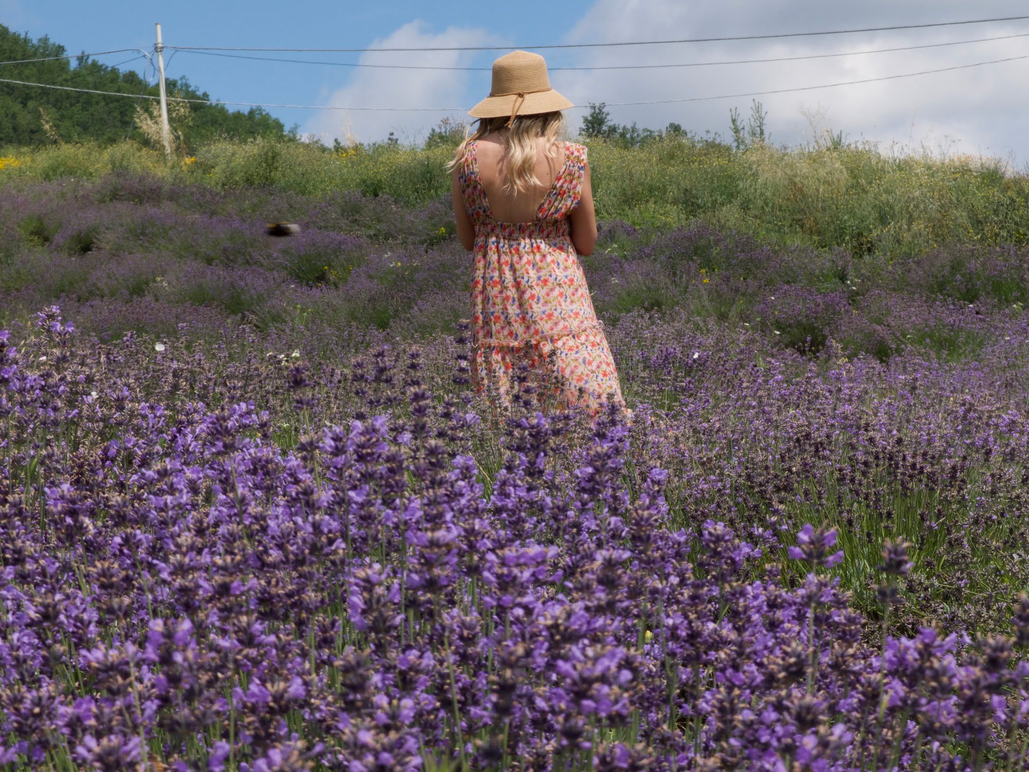 Lavender harvest and distillation essential oils (with local products tasting)