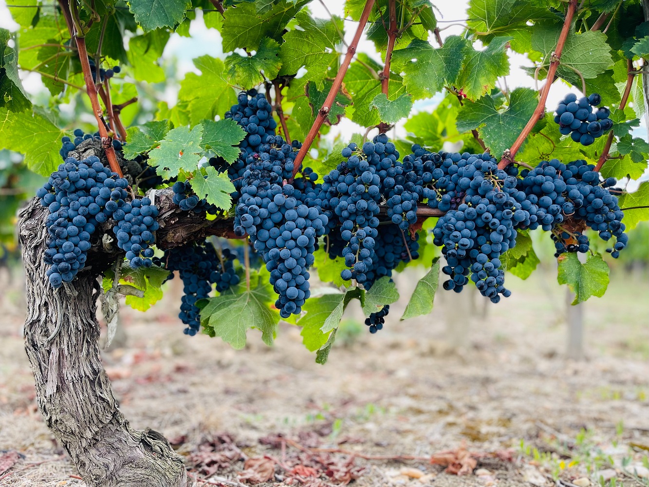 Wine harvester for a day