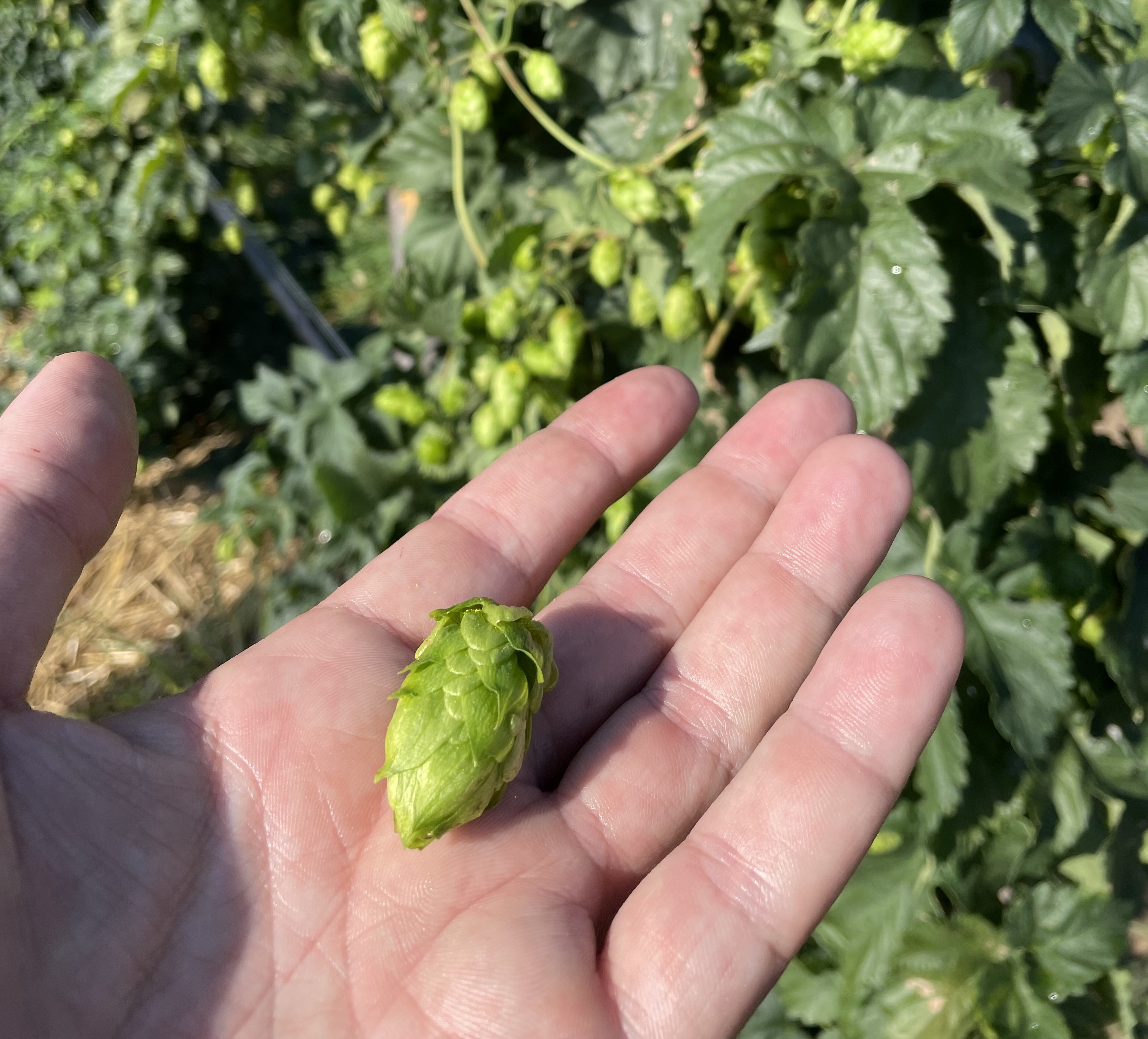 Visit to the Kauss hop garden and farm brewery, with tasting