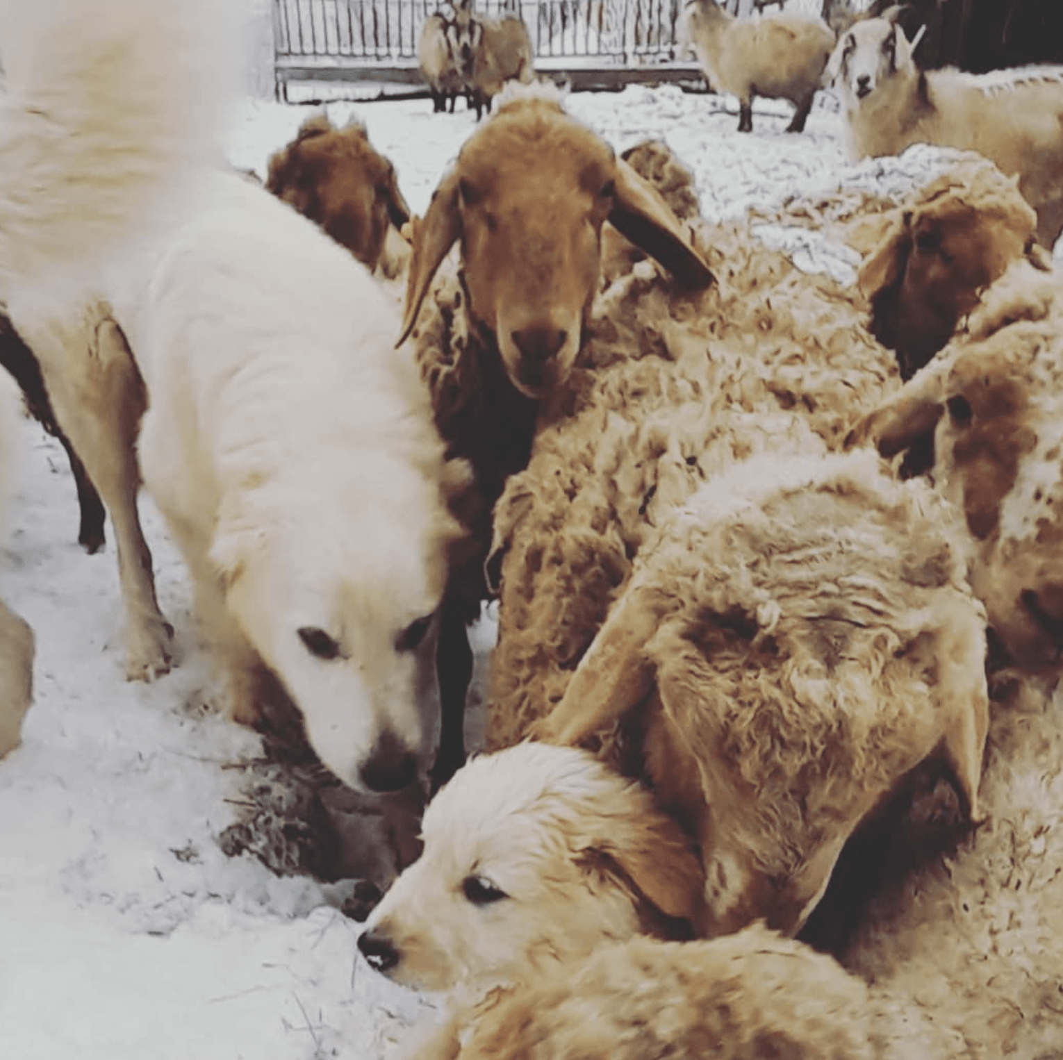 pecore con neve