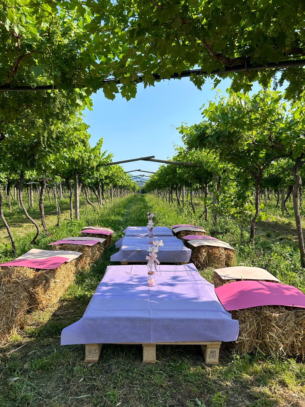 Picnic e degustazione tra le vigne dell'Amarone