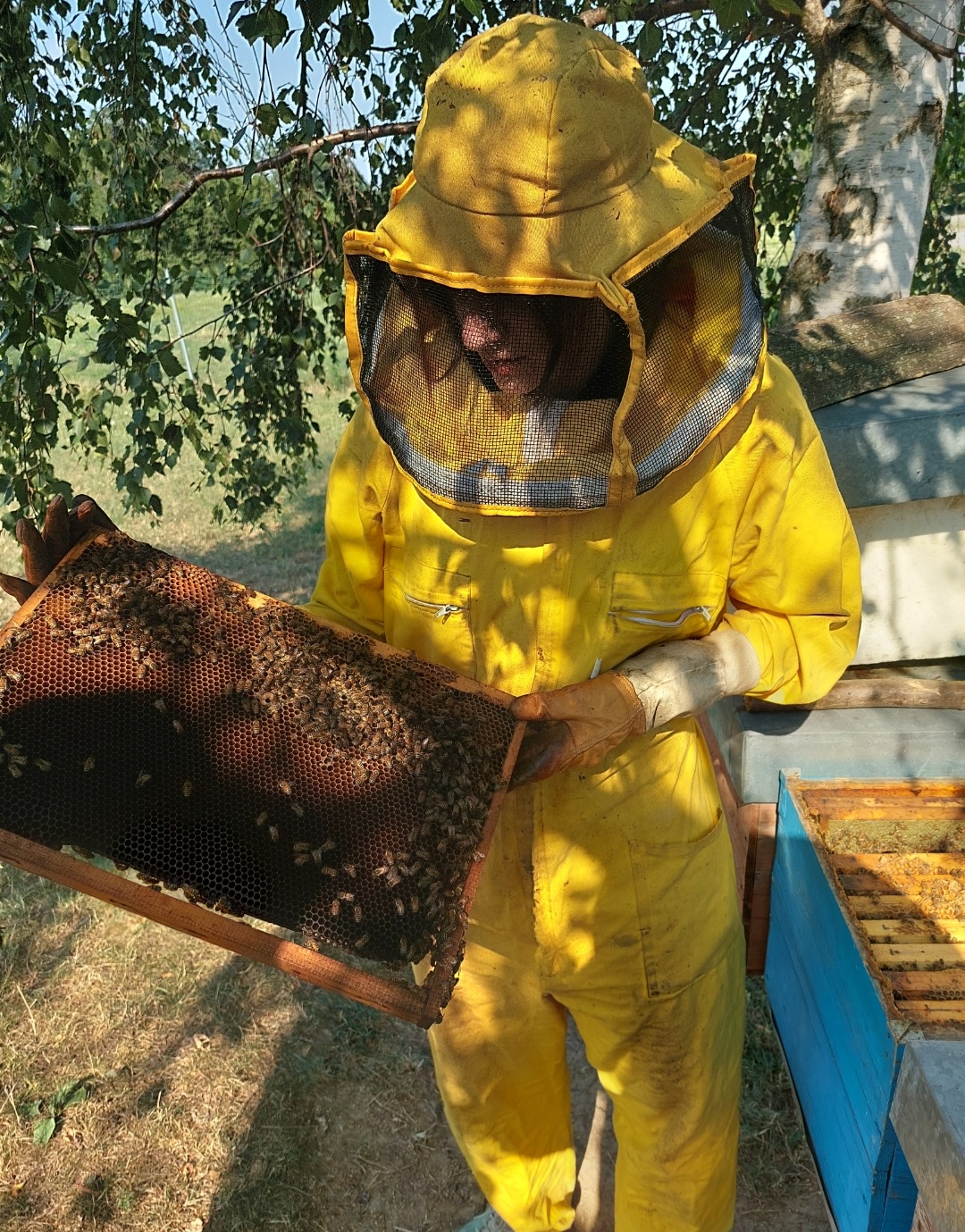 Bee-Day, put on your beekeeping suit and discover the world of bees