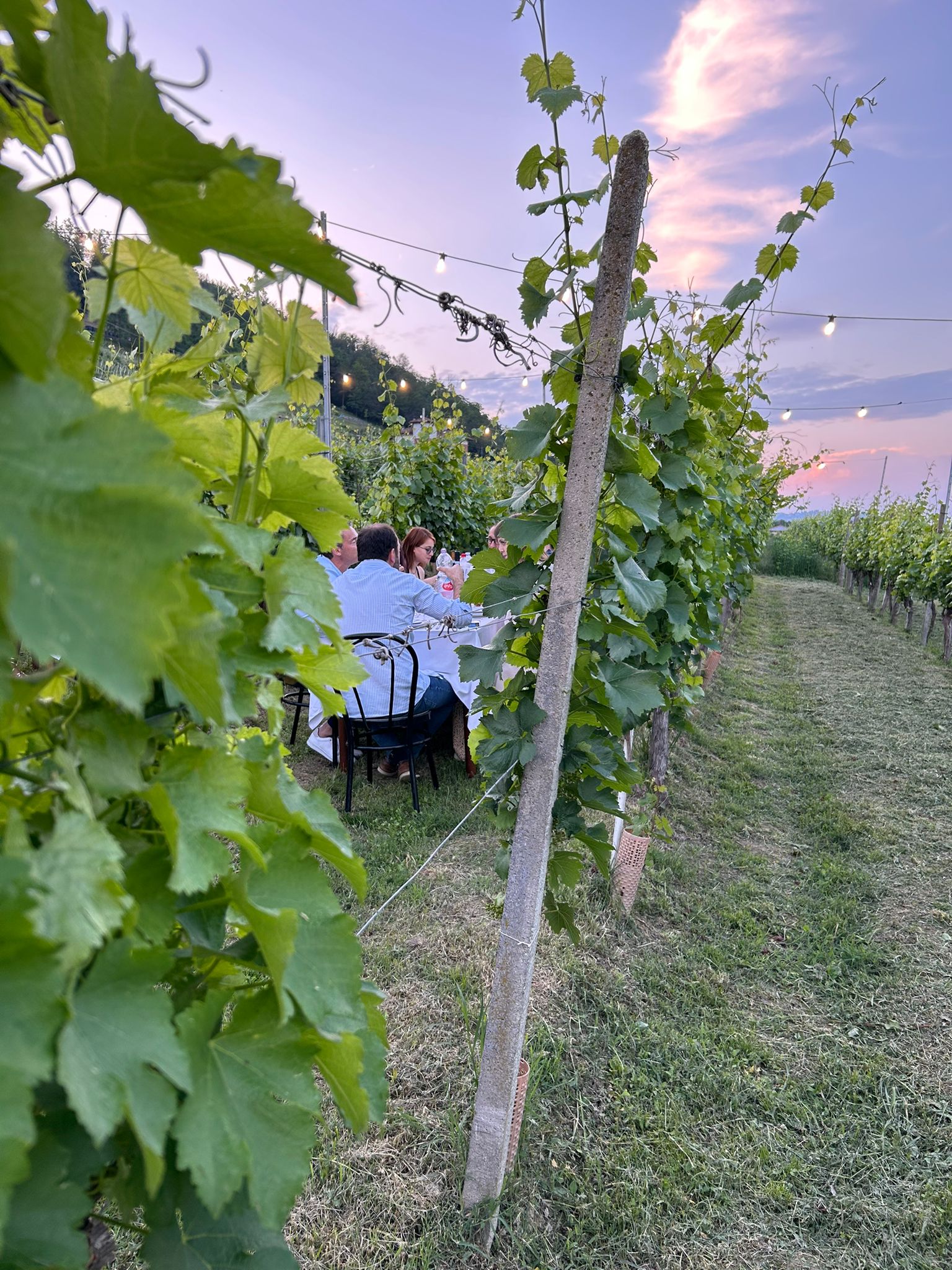 Magical vineyard dinner in the Langhe