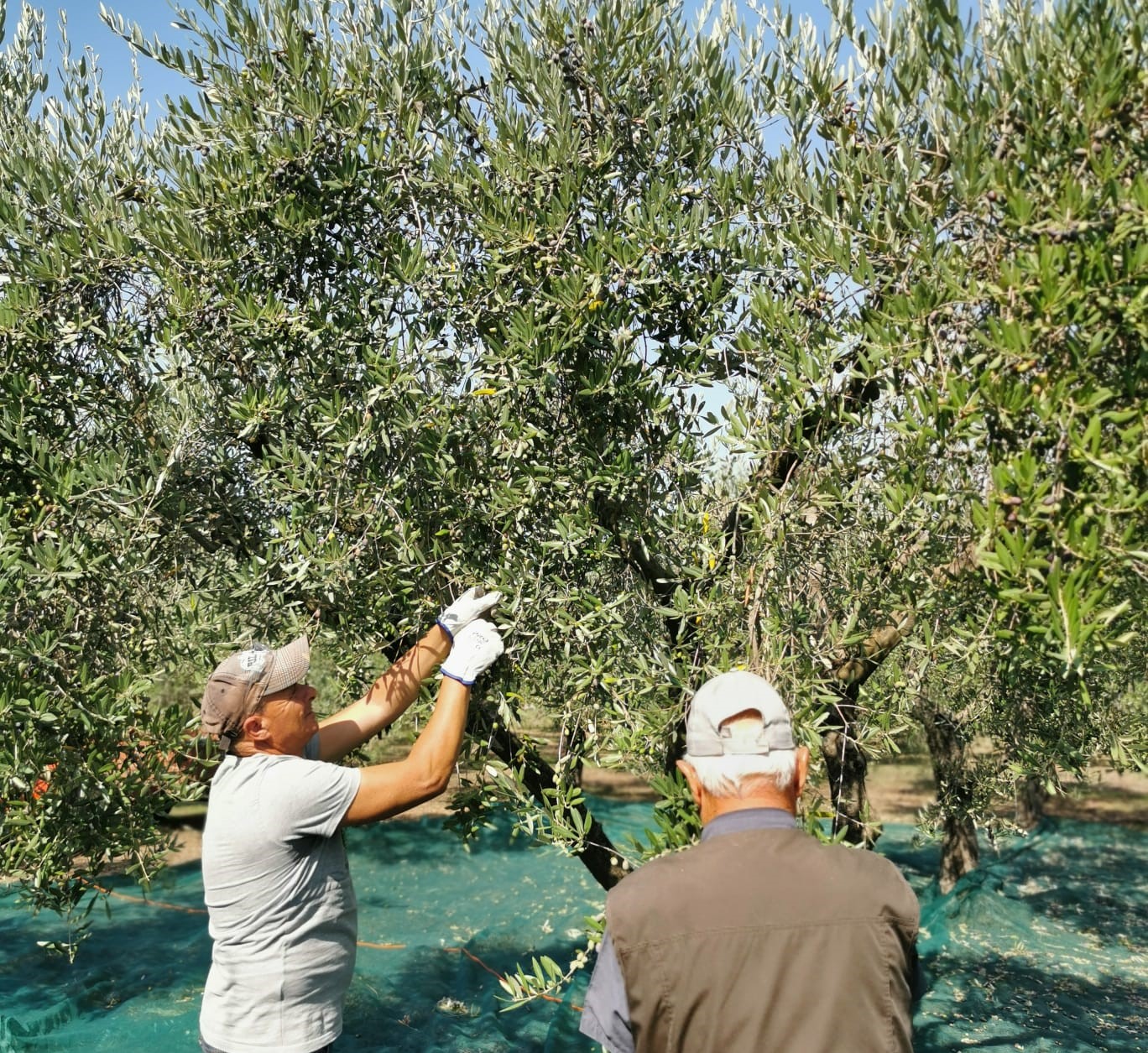 raccolta olive sicilia