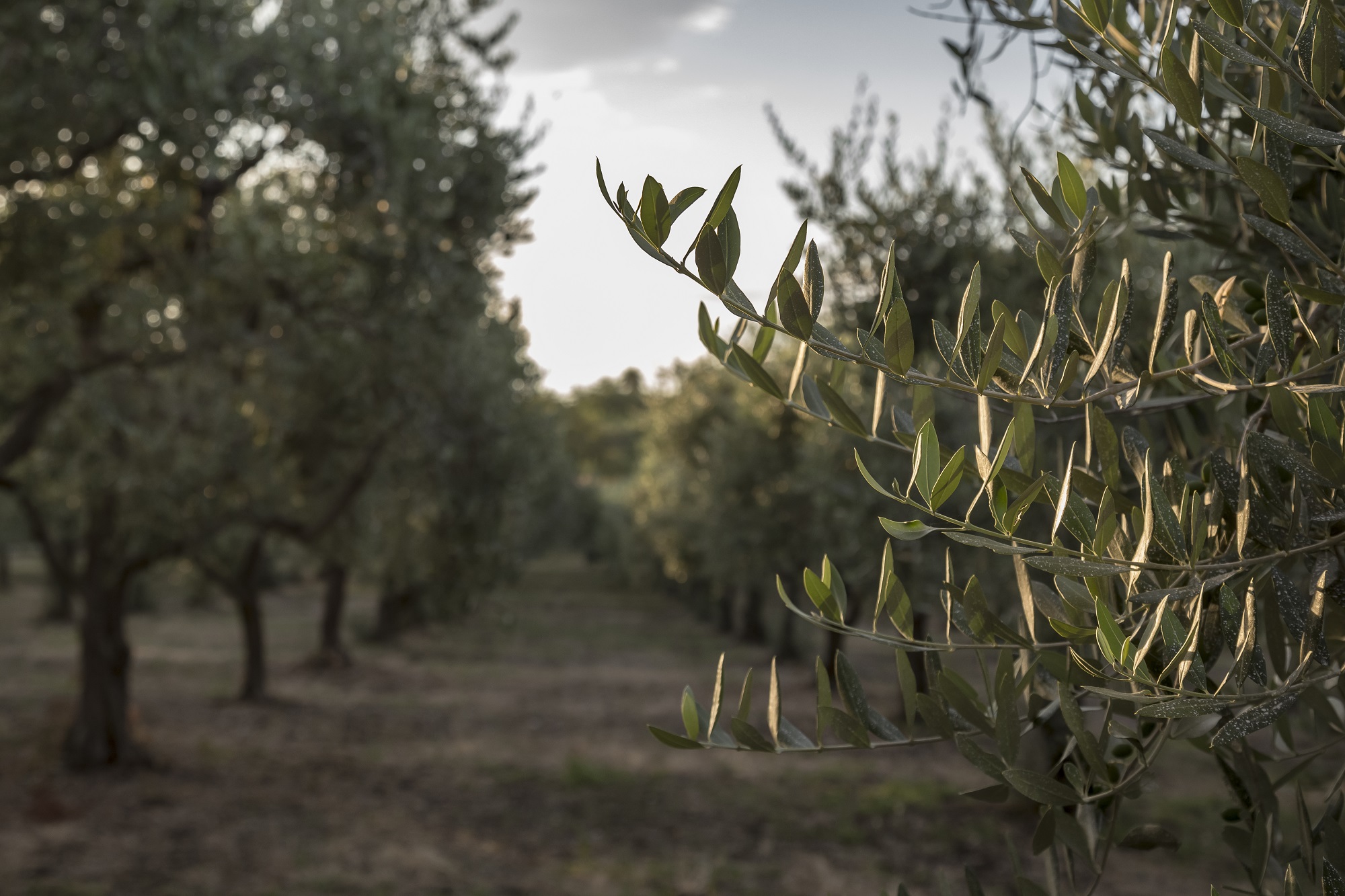Gusta la Sicilia autentica: visita un'azienda agricola, l'uliveto e assapora un pranzo tipico locale