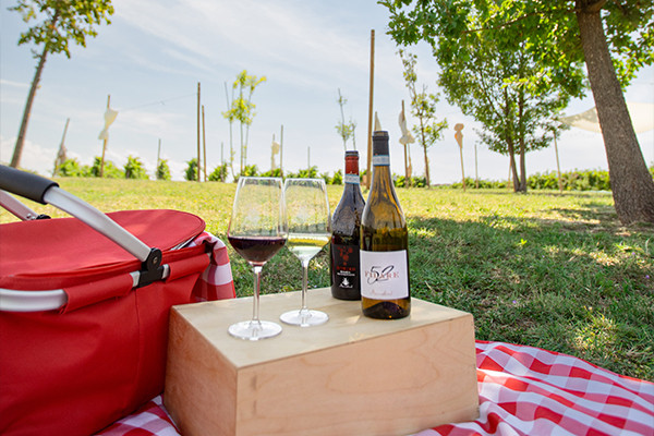 Picnic in the vineyard and tasting of 3 wines