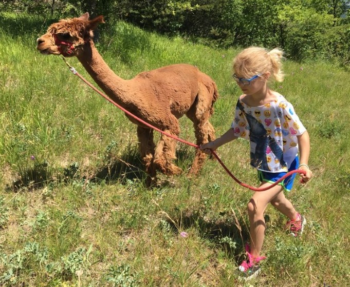 Walk with Blade and Alpaca with snack
