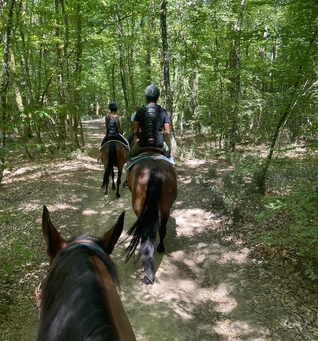Passeggiata a cavallo nella foresta