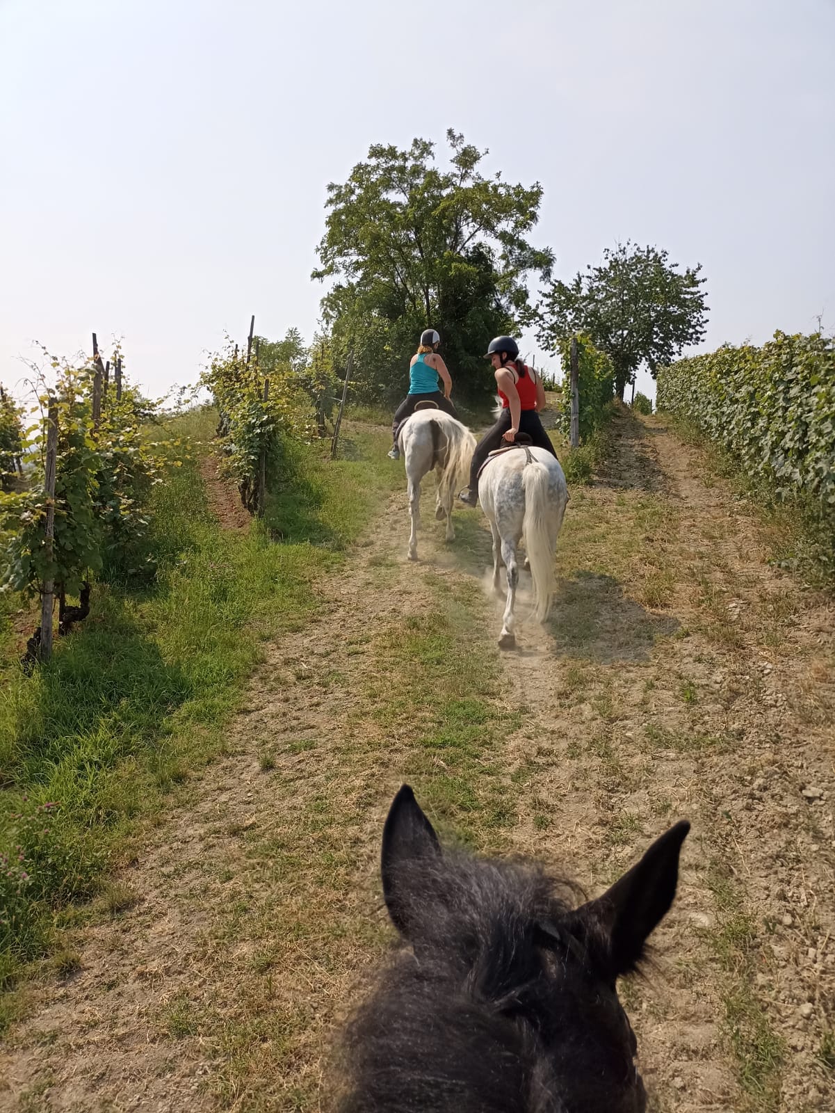 Passeggiata a cavallo nelle Langhe Doglianesi con picnic