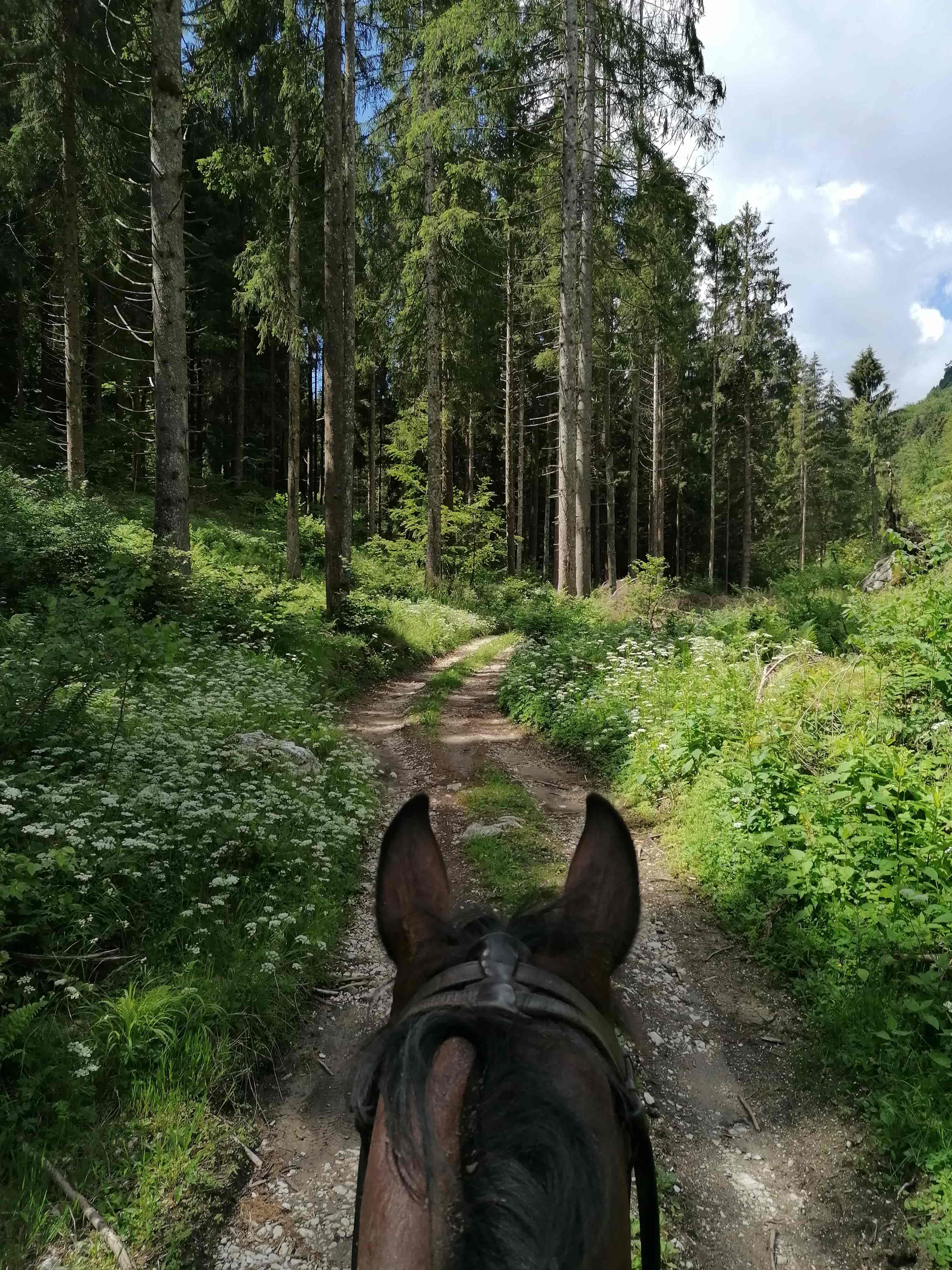 passeggiate a cavallo