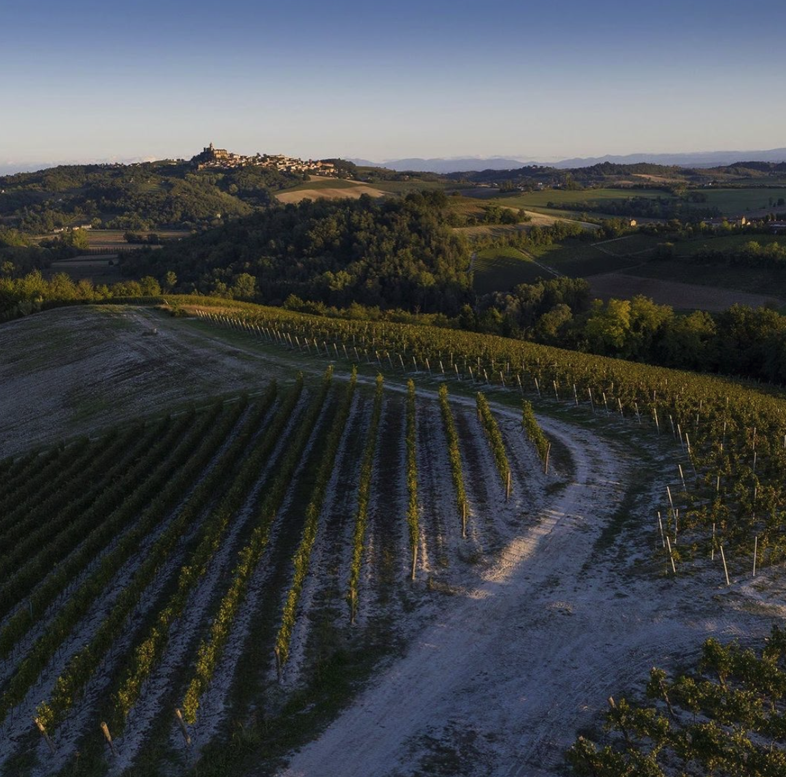 vigne cinque quinti