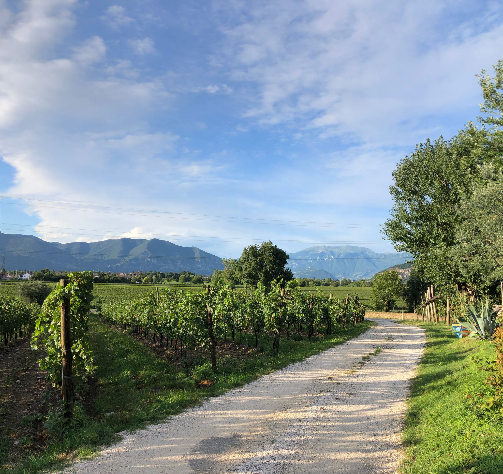 Wine Tasting “Cantiniere” in Franciacorta