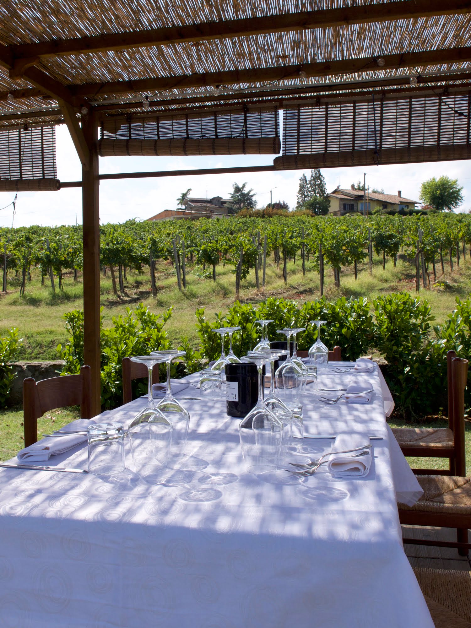 Grape harvest with farm lunch