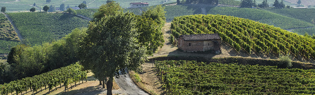 From cellar to table: lunch or dinner with wine tasting