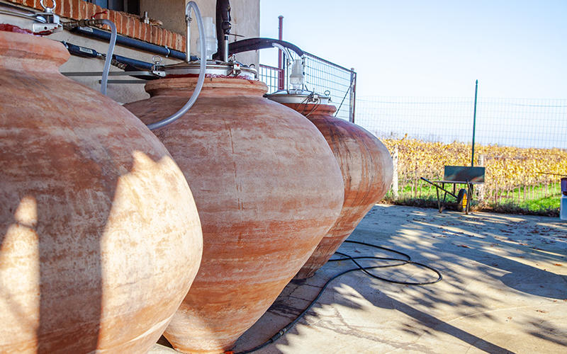 Degustazione di vini con visita al vigneto e alla cantina