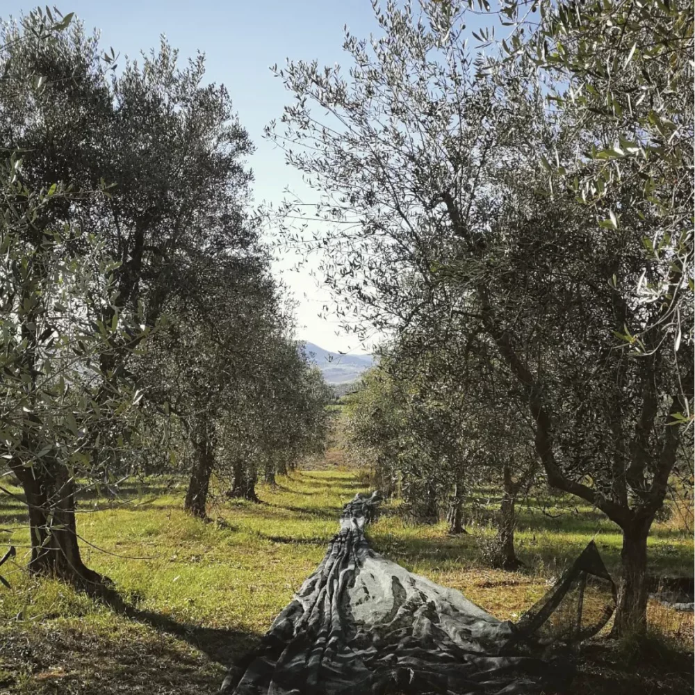 Olive Experience - Passeggiata tra gli ulivi