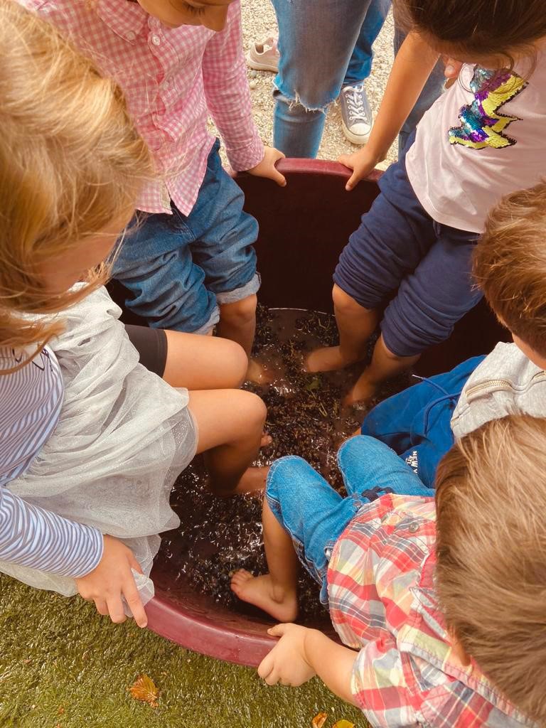 All in grape harvest in the heart of Valpolicella!