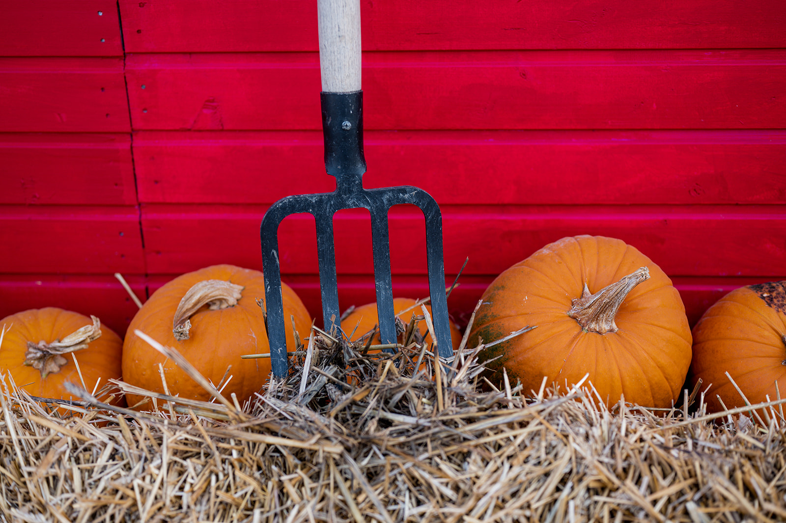 Pumpkin Field