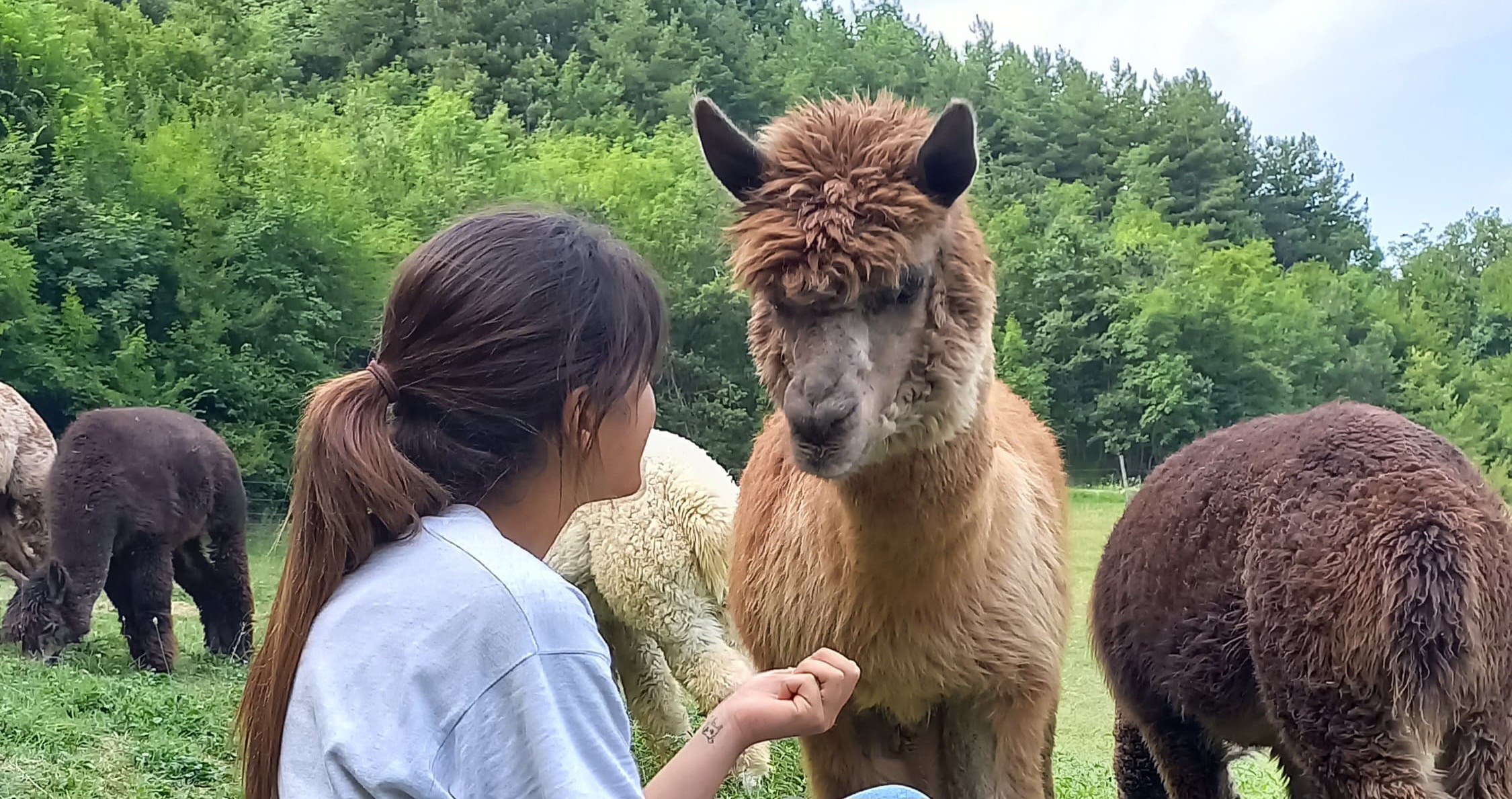 Alpaca Trekking a Carpineti