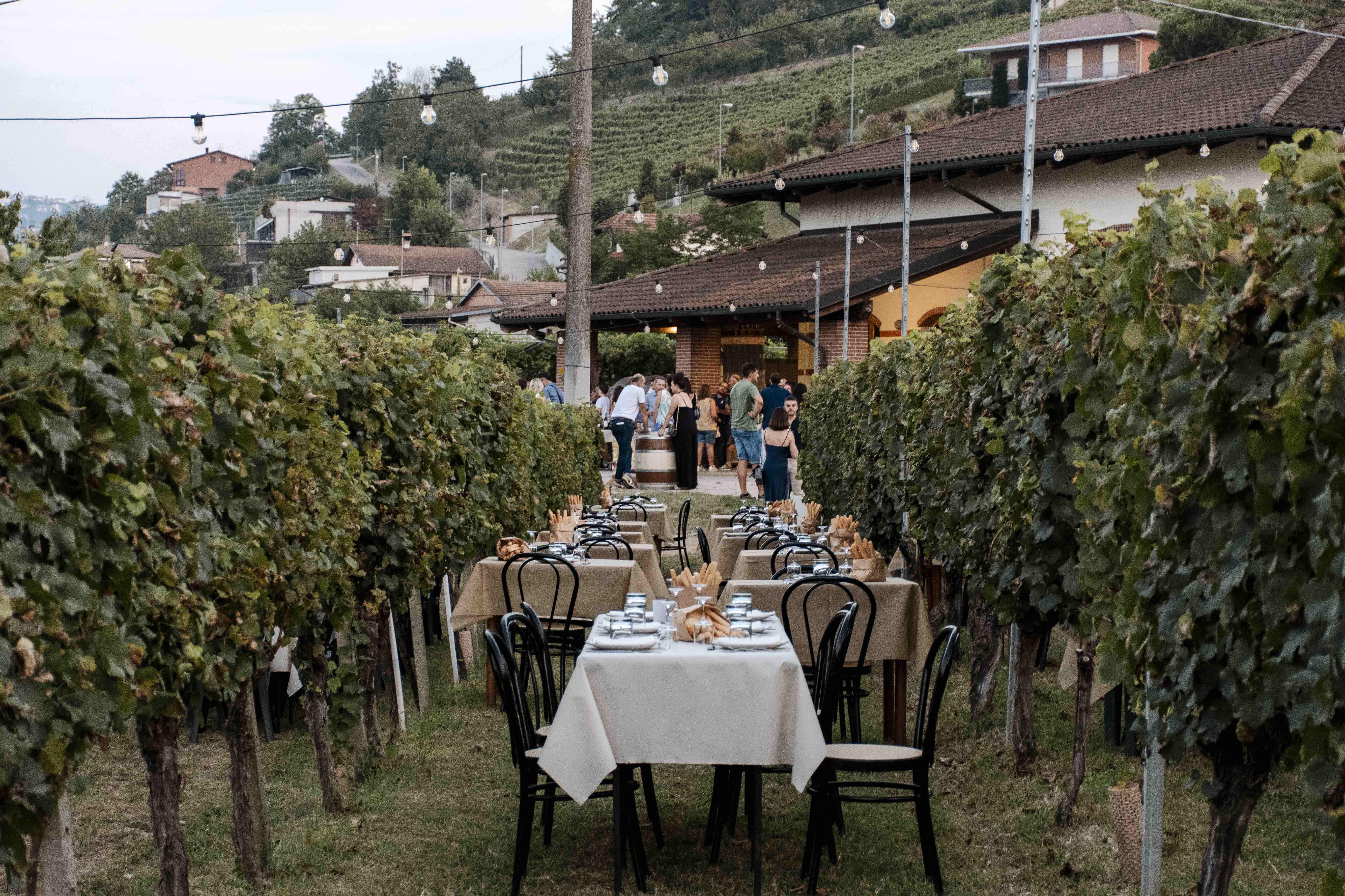 Pranzo tra le vigne nelle Langhe