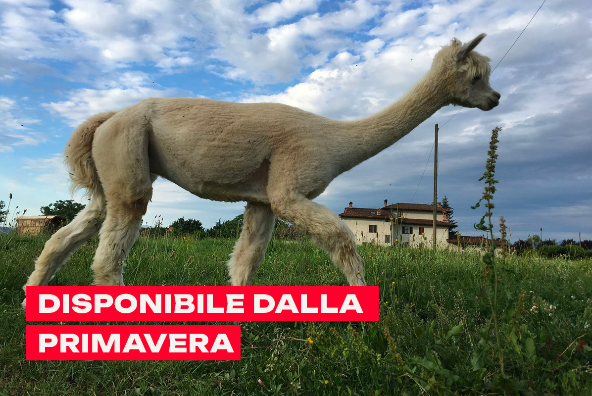 Agritrekking della birra con gli alpaca