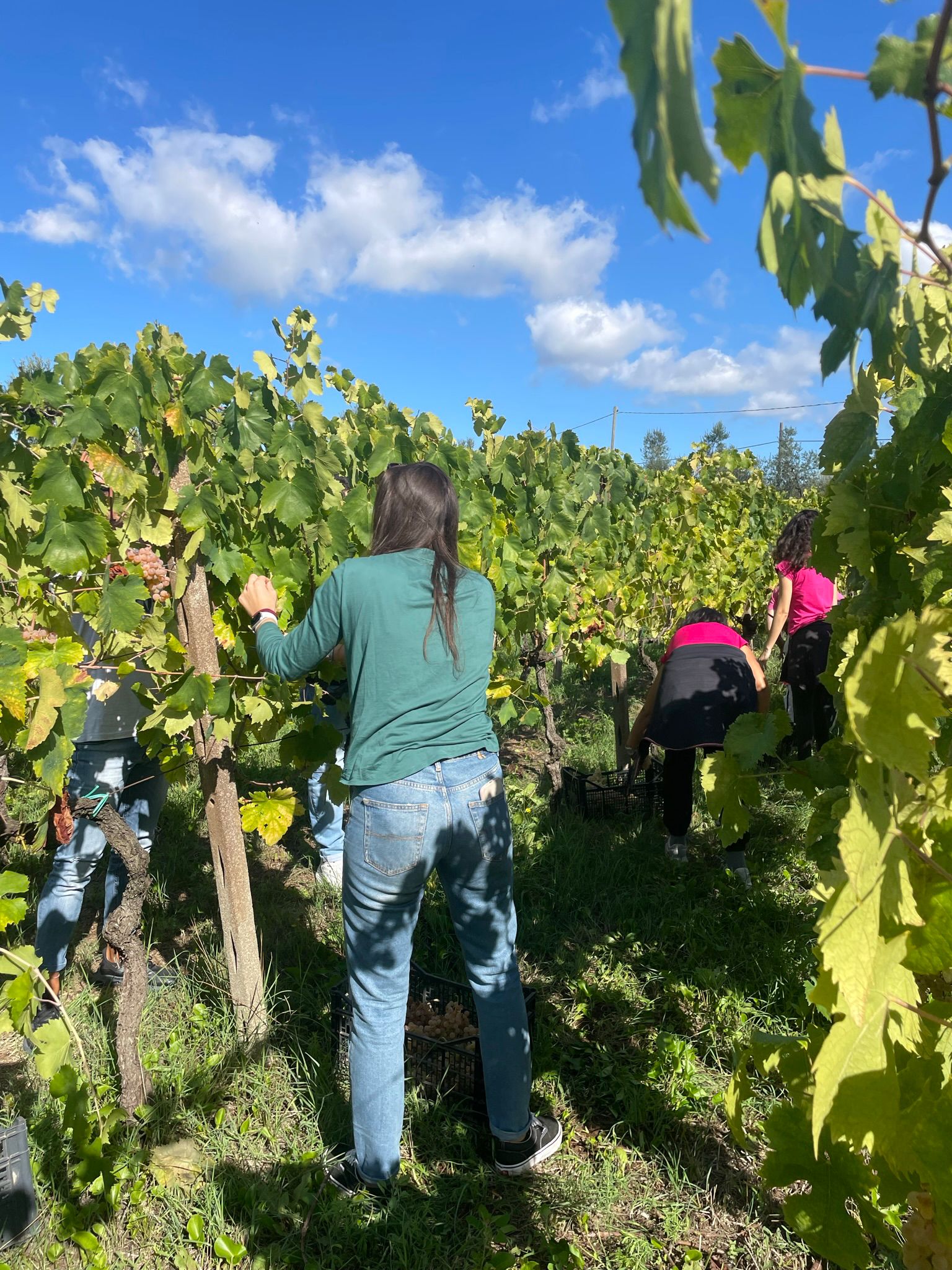 Vignaiolo per un giorno ai Castelli Romani