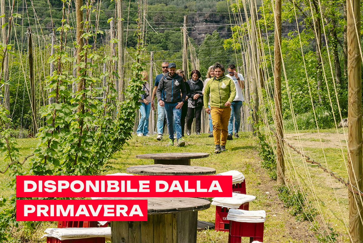 Craft beer tasting in the hops grove