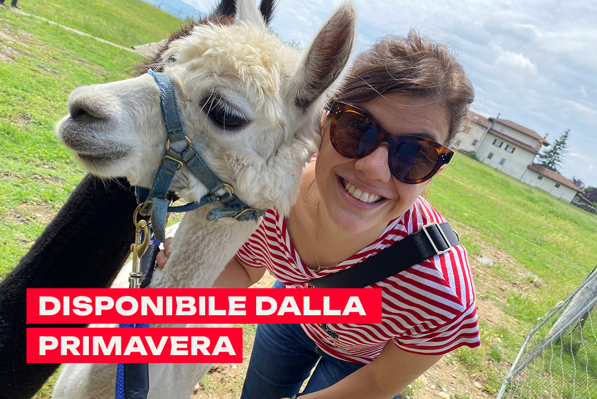 Passeggiata nei boschi della Langa con gli alpaca e picnic