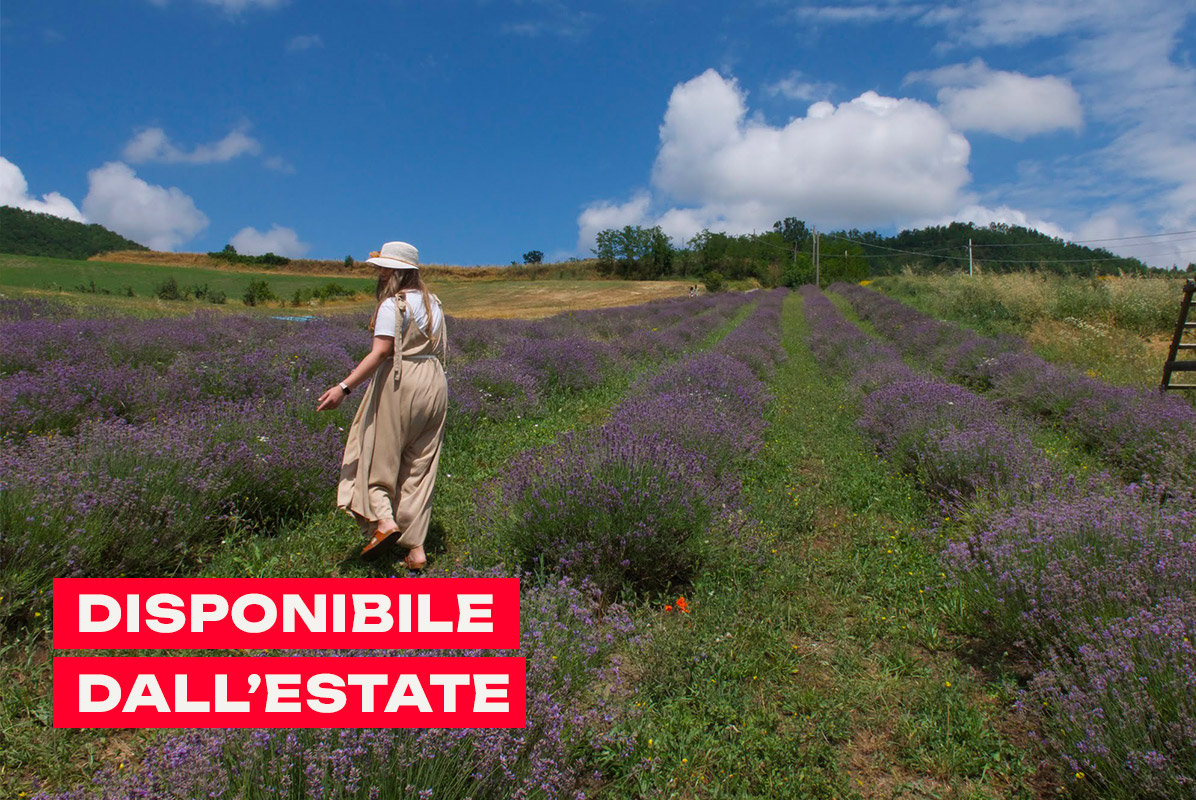 Merenda tra i filari di lavanda