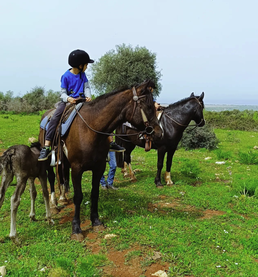 cavallo gargano