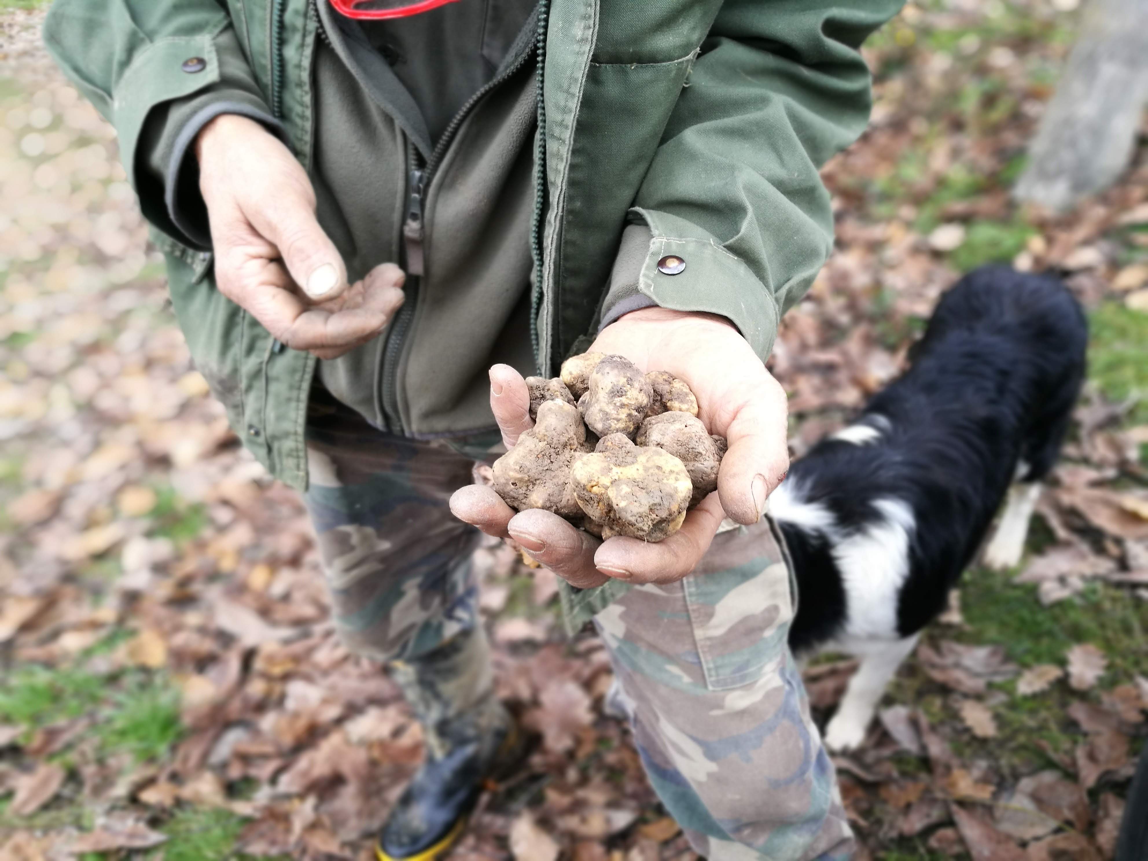 Ricerca del tartufo nelle Langhe