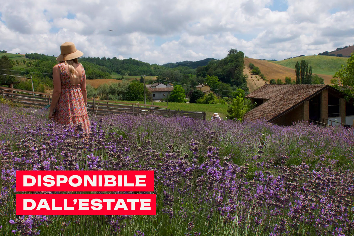 Raccolta della lavanda e distillazione oli essenziali (con pranzo)