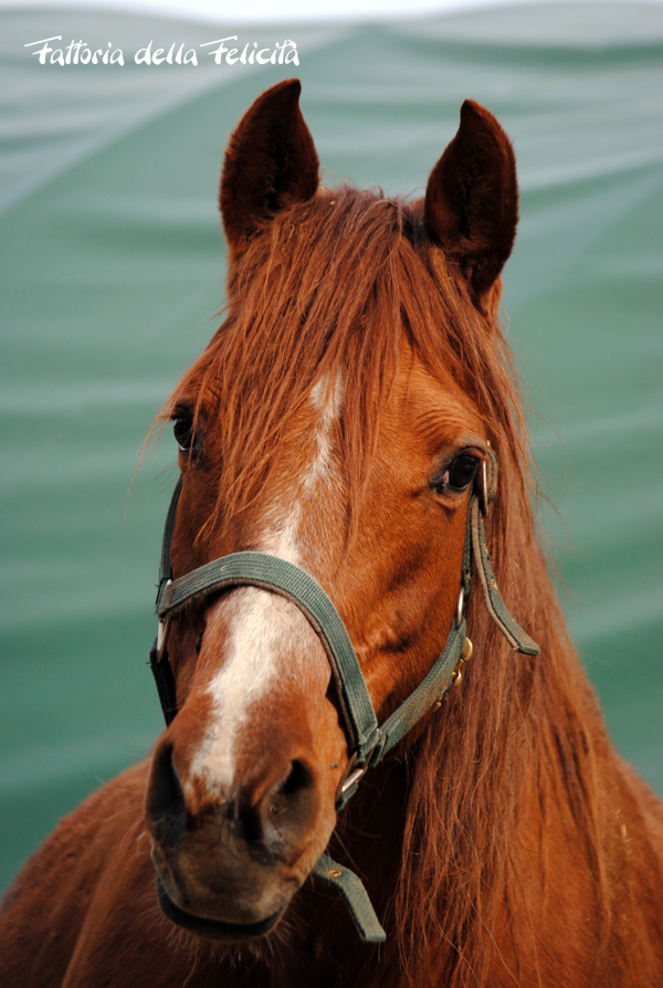 cavallo clusone