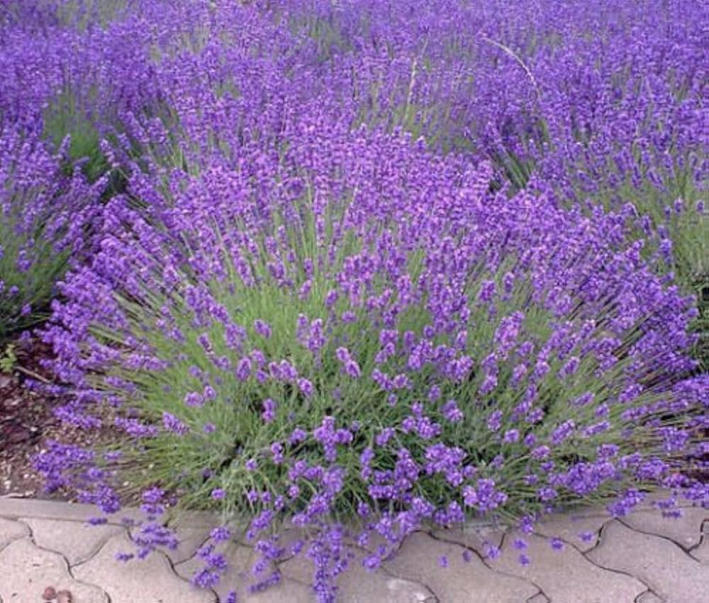 Tra i Filari di Lavanda: coltivazione, cura e brunch in agriturismo