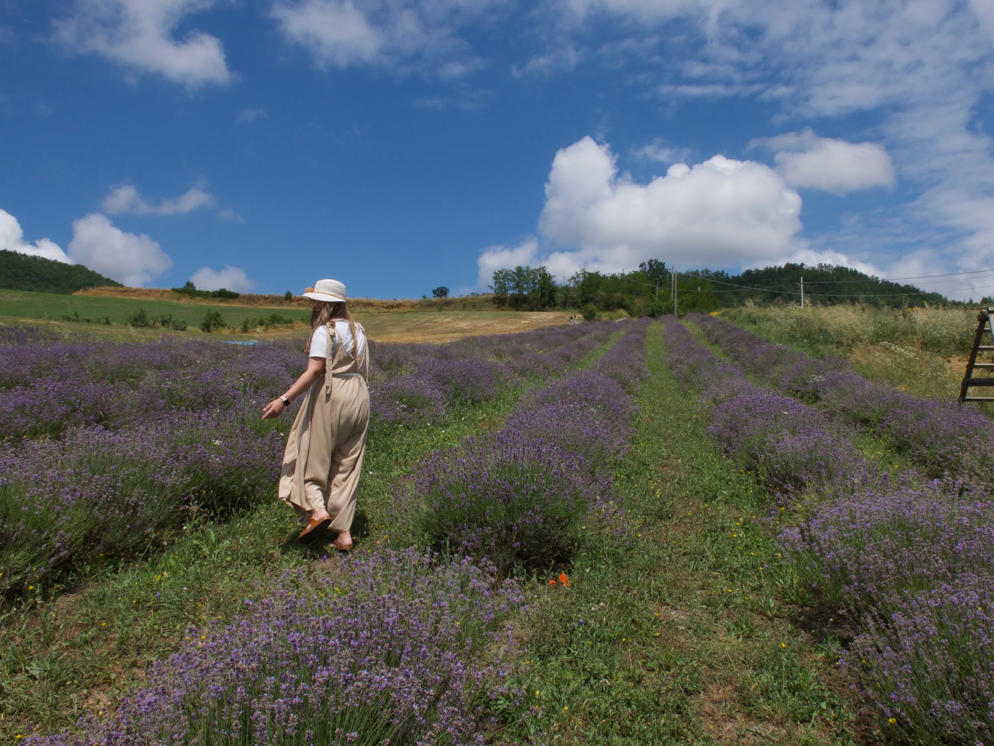Merenda tra i filari di lavanda