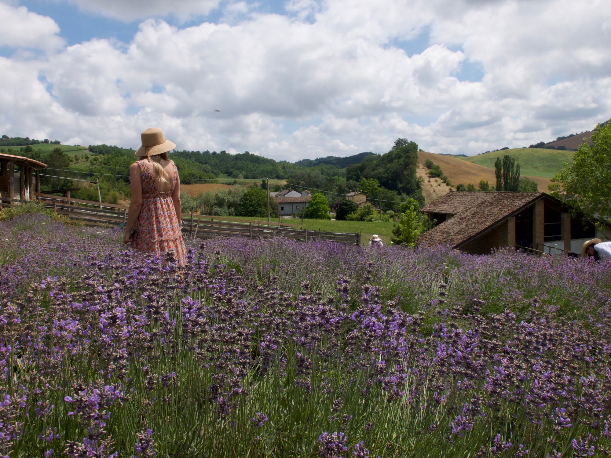 Raccolta della lavanda e distillazione oli essenziali con aperitivo in campagna