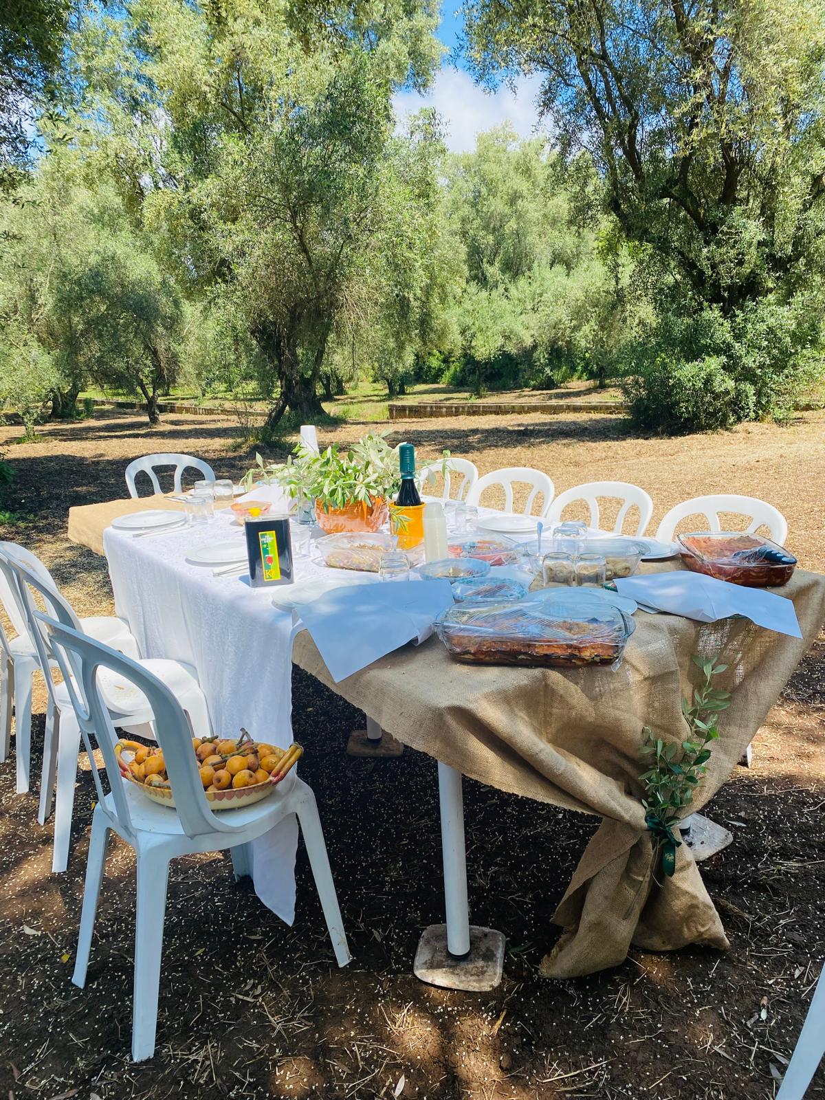 Degustazione di olio extravergine d’oliva tra gli ulivi secolari di Bagnara Calabra