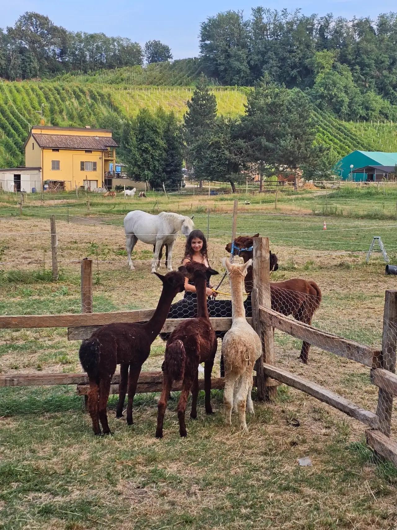 passeggiata alpaca
