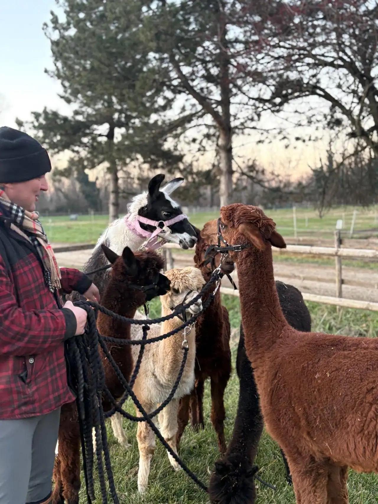 Passeggiata con gli alpaca tra Pianura Padana e Colli Piacentini
