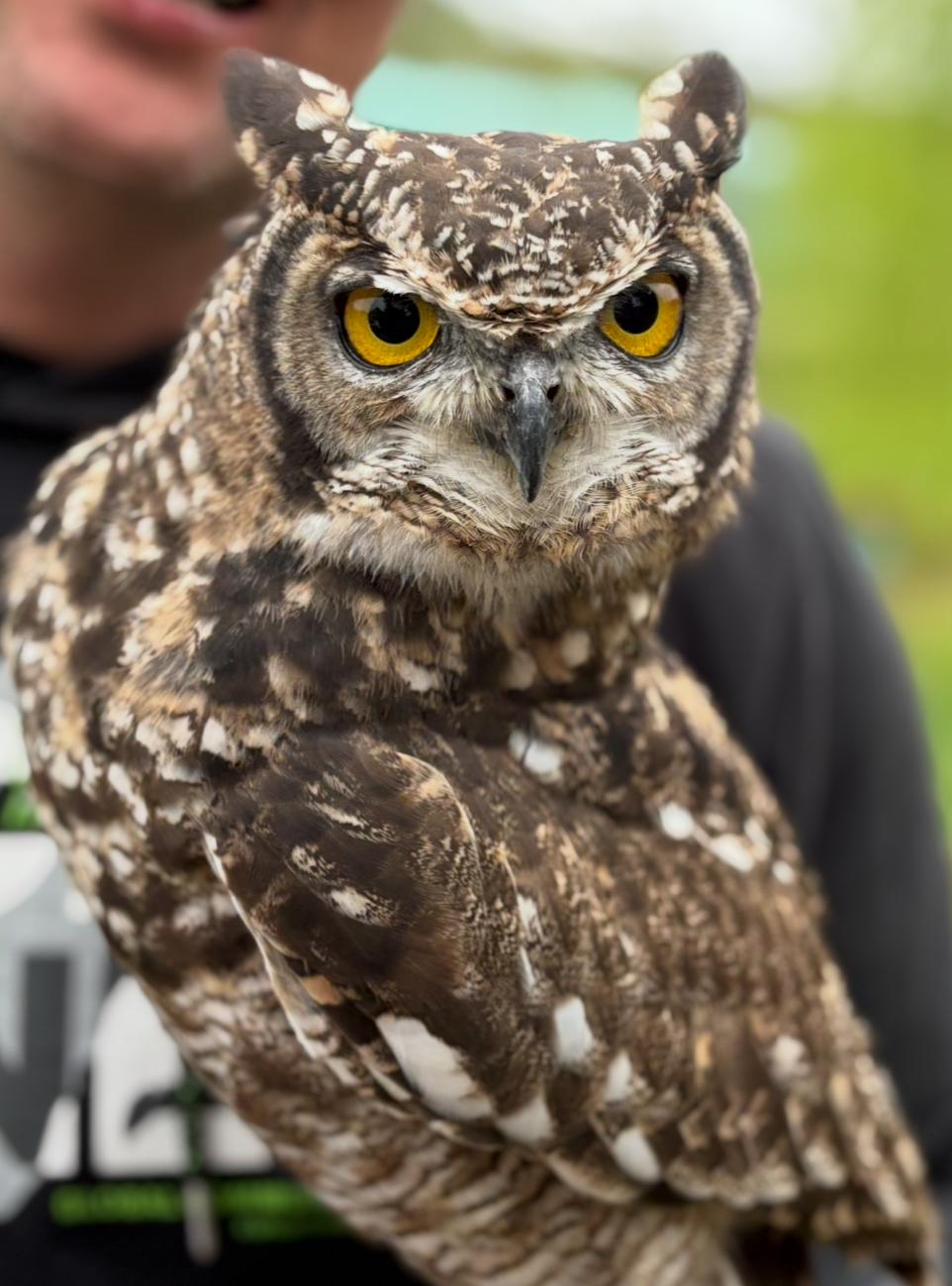 Lezione di falconeria: vivi l'antica arte del volo con rapaci maestosi