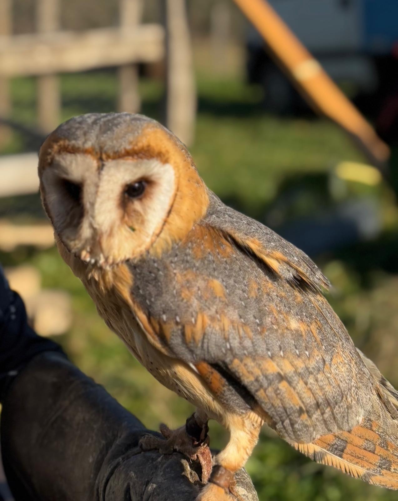 falconeria civetta